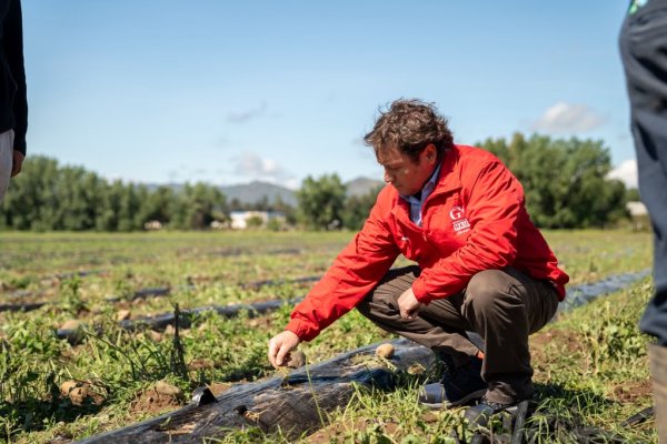 Autoridades locales exigen decretar Emergencia Agrícola en Maule y O'Higgins para mitigar daños económicos provocados por temporales