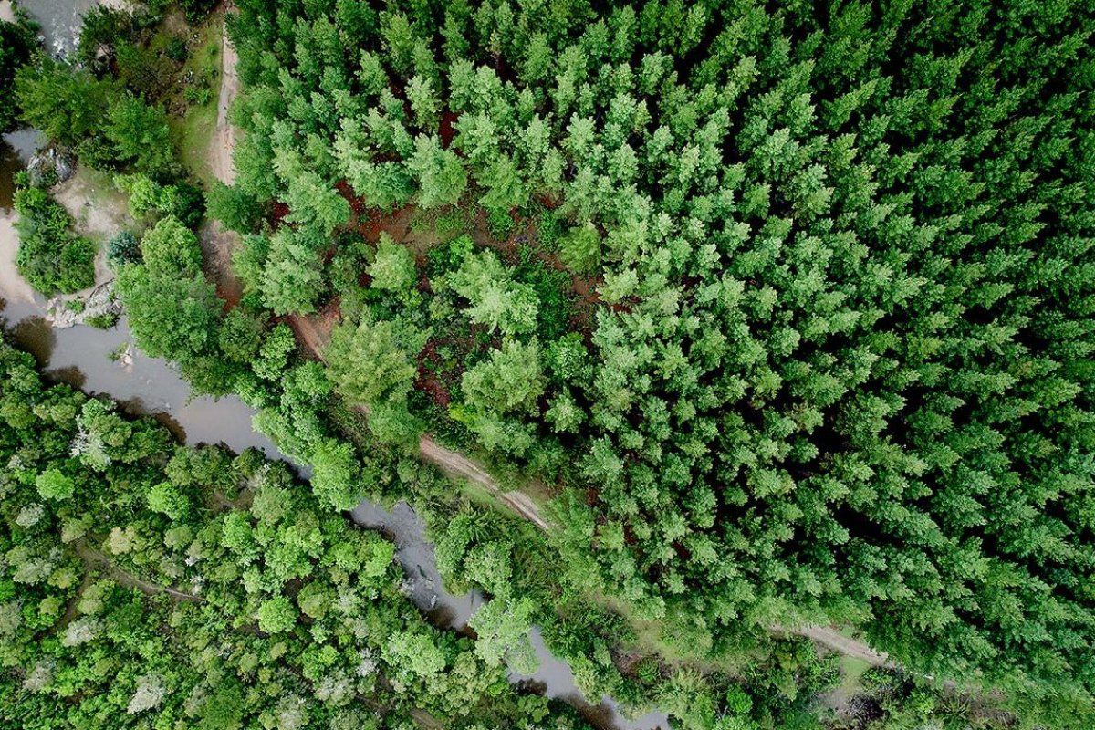 Grupo Matte presentó a Kast su plan de US$38 millones contra incendios forestales en medio de contingencia por el fenómeno de El Niño